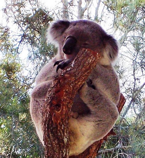 Koalas have trunk-shaped nose.