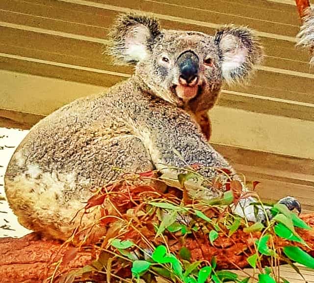 Koalas have 125 million year old history at the planet earth.