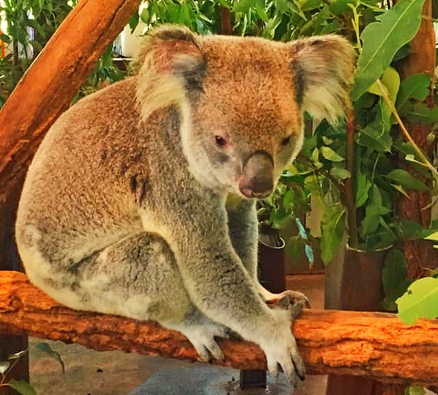 Koalas earliest ancestors arose 125 million years ago at the Eurasian continent. 