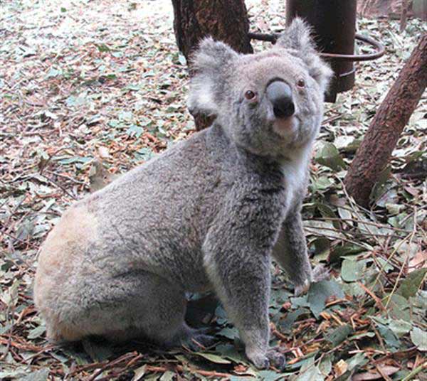 Koalas arrived at the continent of Australia about 50 million years ago.