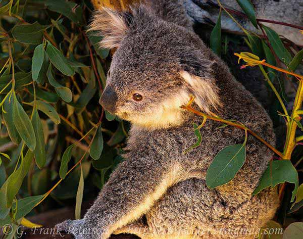 Koalas have an historical existence at Planet Earth.