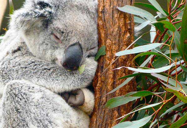 Koalas lived at Anatarctica before Australia about 50 million years ago.