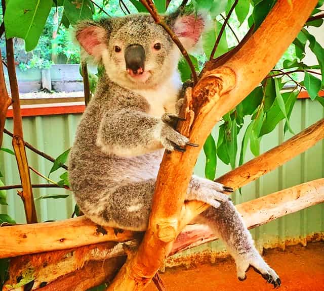 Koalas living on earth for 30 million years