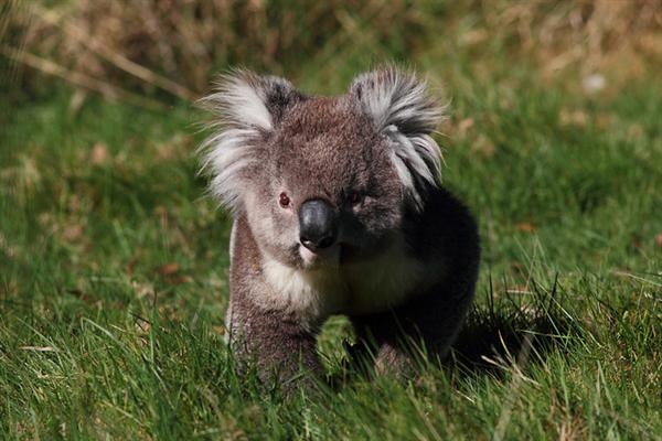 Koalas have been living on earth for millions of years.