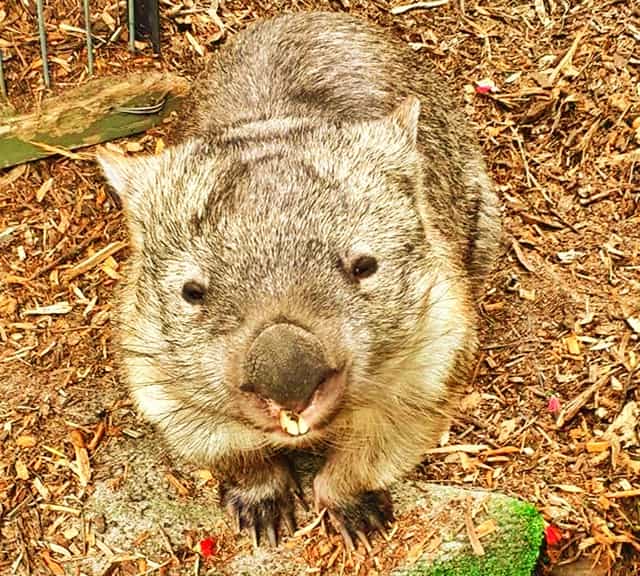 Wombats & Koalas had a common ancestor some 42 million years ago.