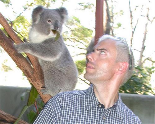 Koalas are more popular in Australia