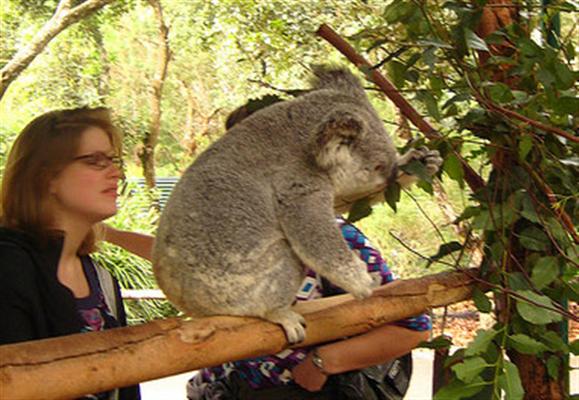 Koalas' Global Popularity is relatively lower.