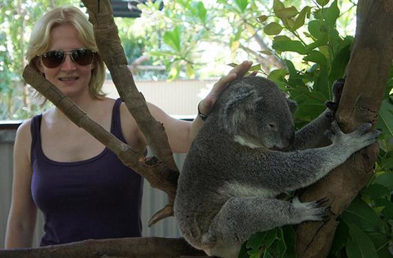 Koalas popularity as Australia's national Animal