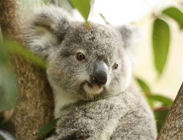 Koalas Population Increased during 20th Century.