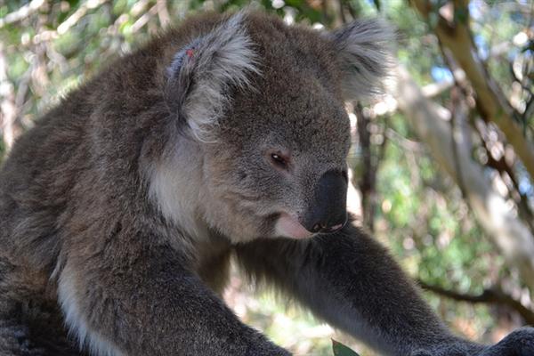 Koalas Population History