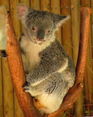Koalas prefer leaves with higher nitrogen levels.
