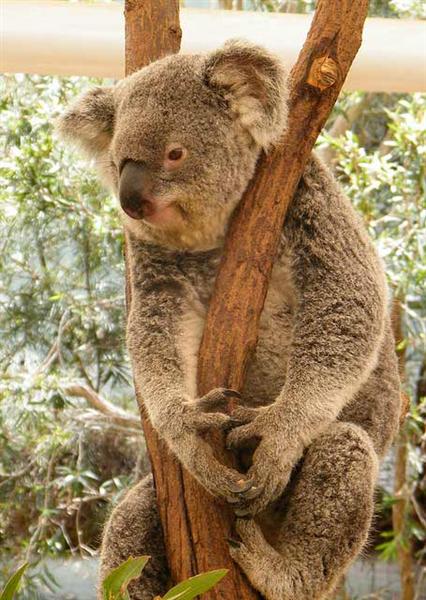 Victorian Koala