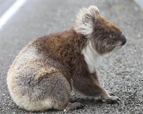 Koalas starve because of lack of food availability.