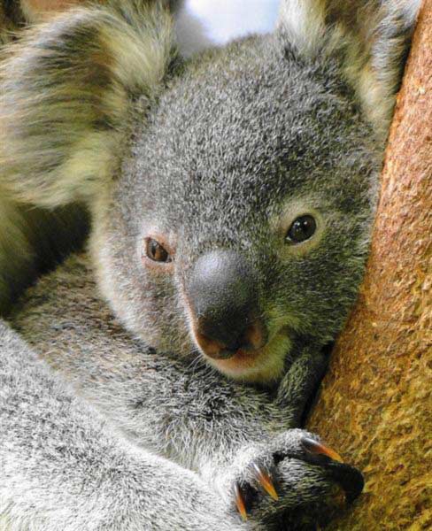 Koalas' urination during summers.