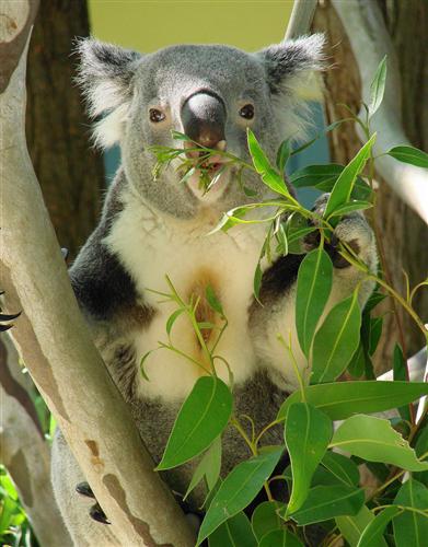 Koalas consume more food during the winter Season.