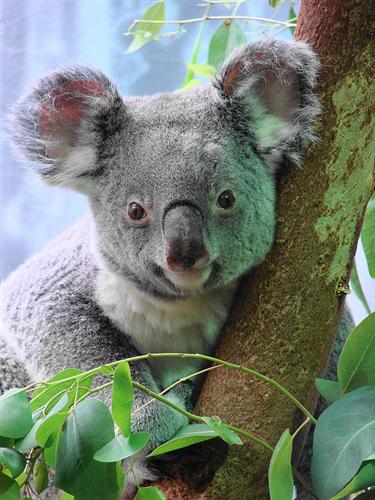 Koalas eat less during the summer seasons.