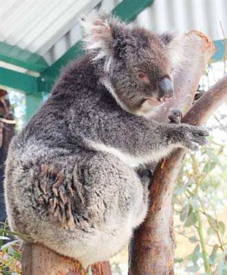 Koalas eat more during the summers