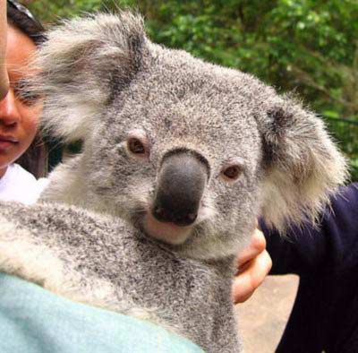Koalas prefer less moisturized leaves during winters.