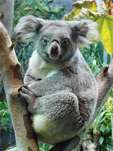 Koalas require more energy levels during winters.