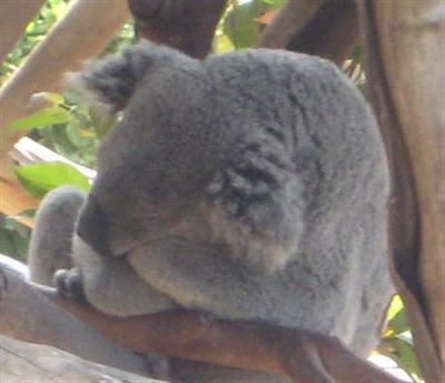 Koalas prefer Moist Leaves during Summer Seasons