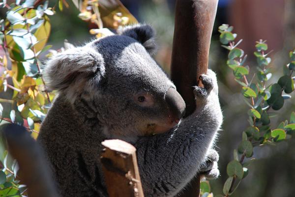 Koalas' Tooth Growth during Childhood.