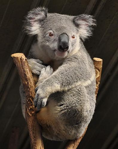 Koalas' Chewsing ability decreases because of tooth-decay.