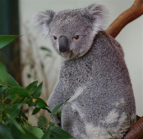 Koalas' Tooth Grinding causing Tooth Decay
