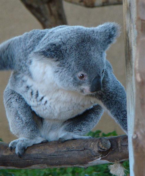 Male Koalas are bigger in terms of their sizes.