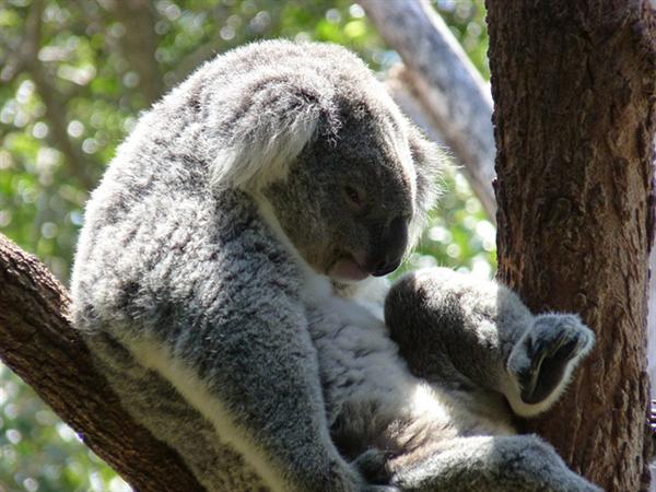 Male Koalas 11 Kilograms average weight.