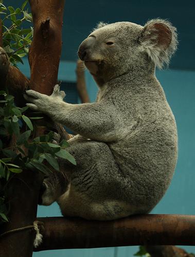 Male Koalas usually weigh around 18 Kilograms.