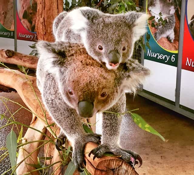 Around 10 months the koala joeys are not dependent on their mothers