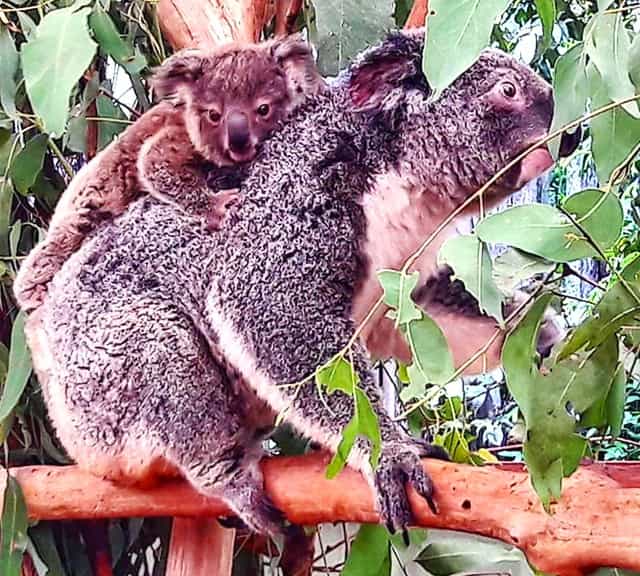 Koala Joey says goodbye to its mother at 11 to 12 months old age.
