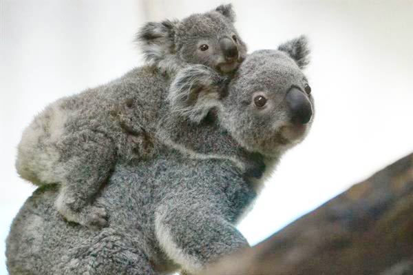 Mother Koala leaves baby Koala Joey.