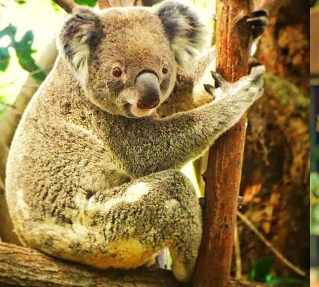 Koalas are solitary animals and live alone. 