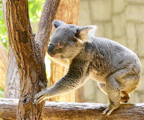 A lonely Koala Joey without its mother.