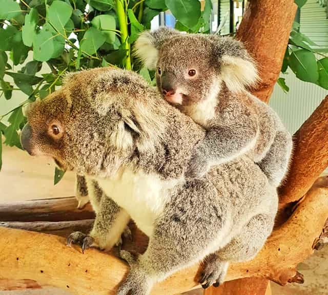 Male Koala joeys are not tolerated by their mothers and also dominant male koalas.