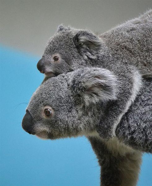 Mother Koala Abandons its Koala Joey.