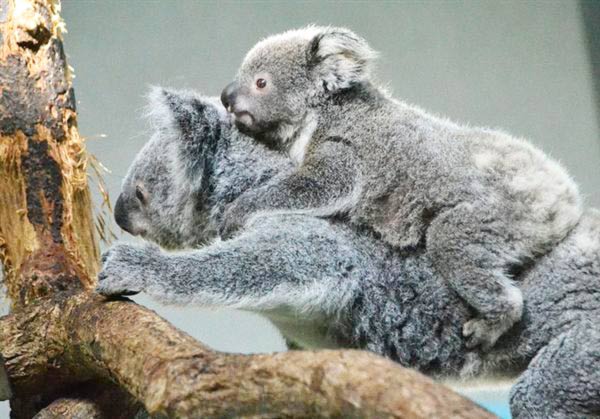 Mother Koala teaches Koala Joey.