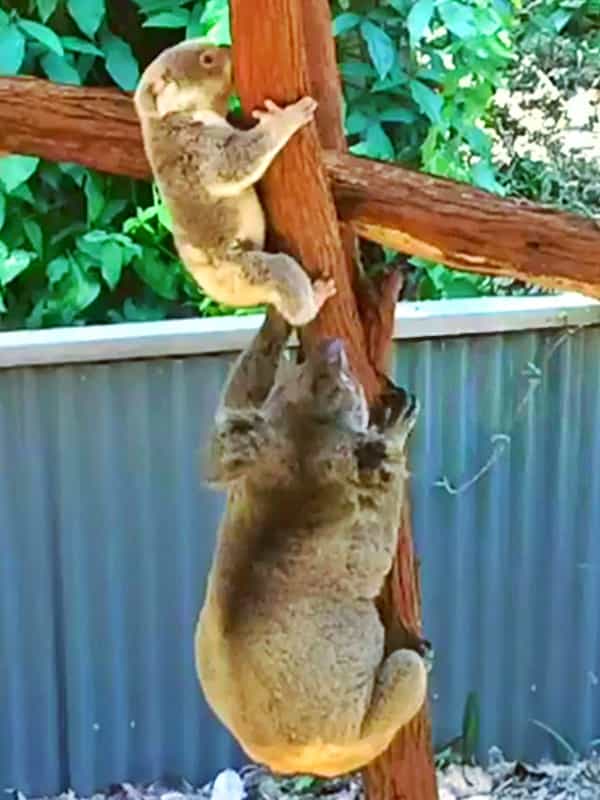 Mother Koalas show aggressive behavior towards their joeys when they grow up