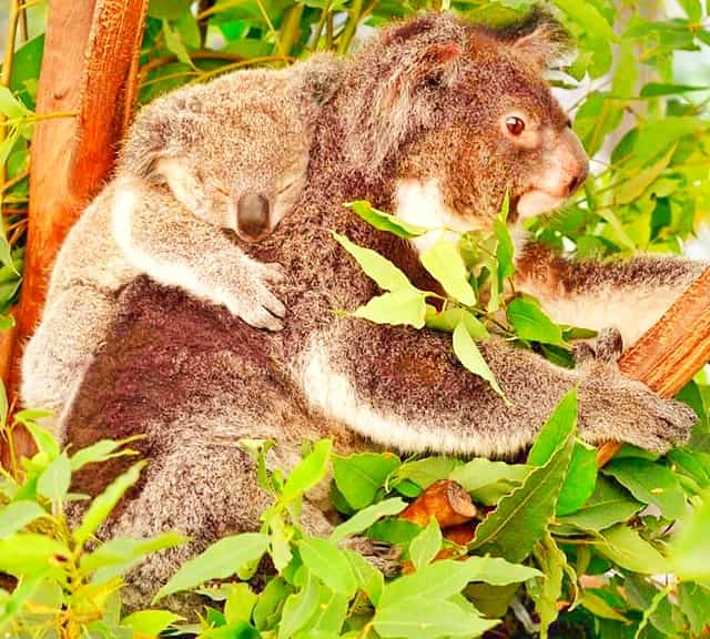Koala joeys start eating pap from 6th month onwards.