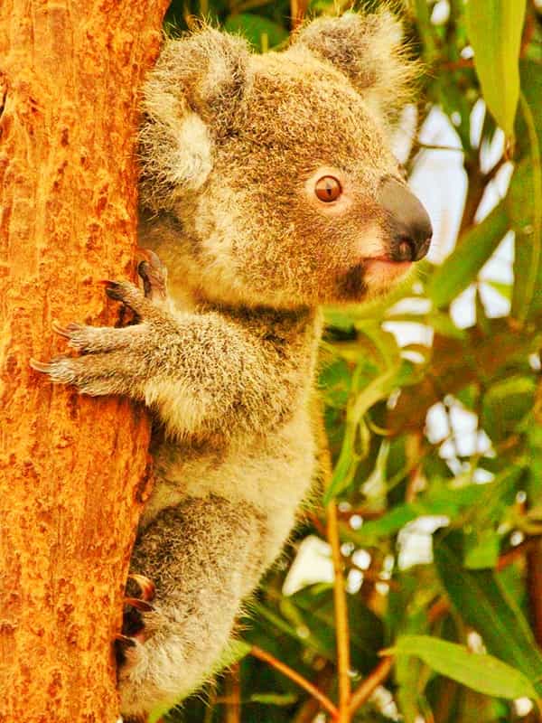 Orphaned koala joeys are given pap of another female koala joey.
