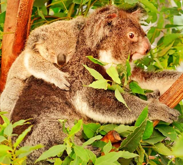Pap comprises of microbes and nutrients for the koala joeys.