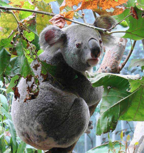 Life of Koalas from Queensland.