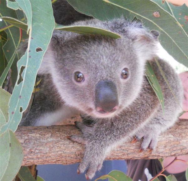 Queensland Koalas' Nutrition.