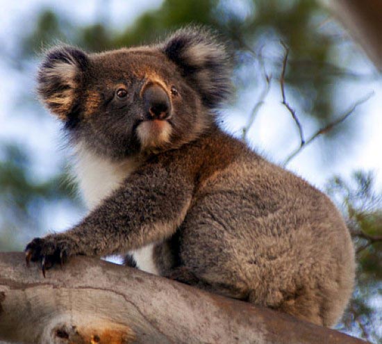Коалы Австралии крупнейшие млекопитающ&#