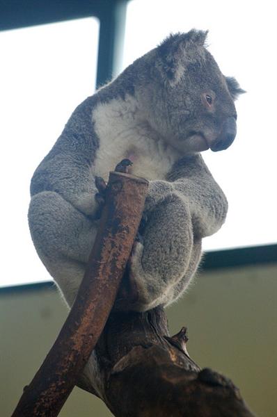Victorian Koalas are huge in size.