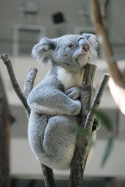 Victorian Koalas have bigger limbs.