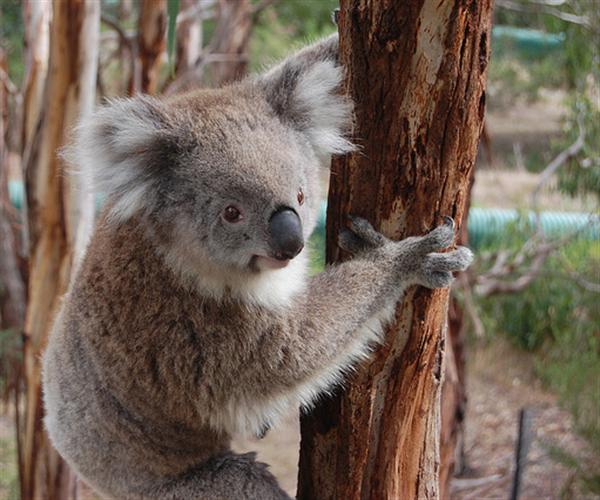 Victorian Koalas have thicker fur