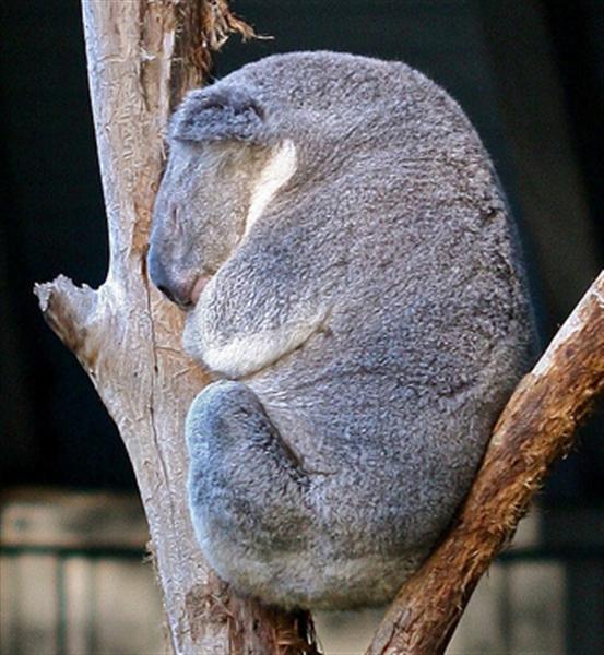 Victorian Koalas weigh around 18 Kilograms