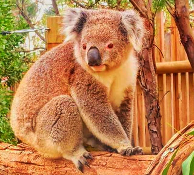 Brown Koalas have successufully adapted to the colder environments of the Victorian and South Australian regions.